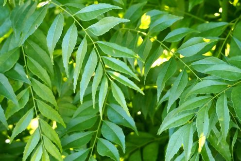 CURRY LEAF